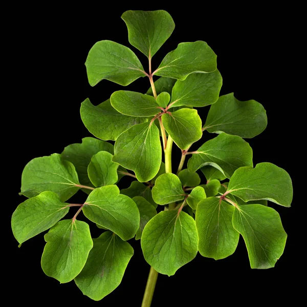 Feuilles Vertes Fleur Pivoine Isolées Sur Fond Noir — Photo