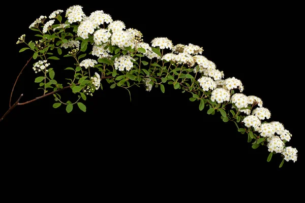Fehér Virágok Spirea Aguta Vagy Menyasszony Koszorú Elszigetelt Fekete Alapon — Stock Fotó