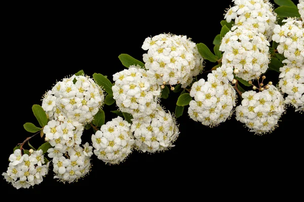 Witte Bloemen Van Spirea Aguta Brides Krans Geïsoleerd Zwarte Achtergrond — Stockfoto