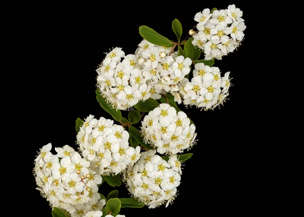 Vita Blommor Spirea Aguta Eller Brudkrans Isolerade Svart Bakgrund — Stockfoto