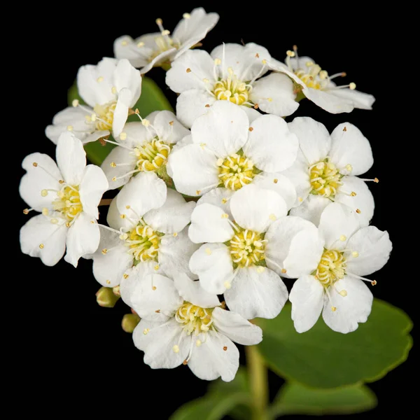 Witte Bloemen Van Spirea Aguta Brides Krans Geïsoleerd Zwarte Achtergrond — Stockfoto