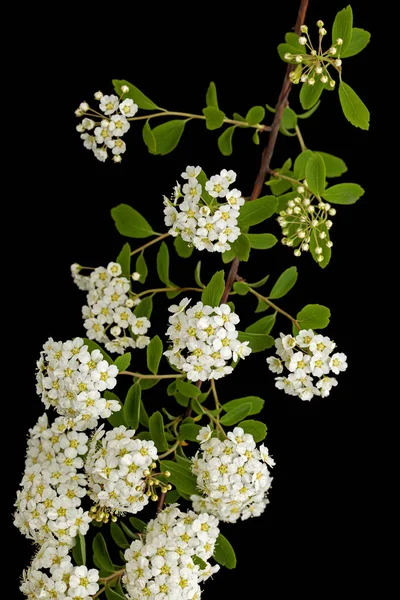 Fleurs Blanches Couronne Spirea Aguta Brides Isolées Sur Fond Noir — Photo