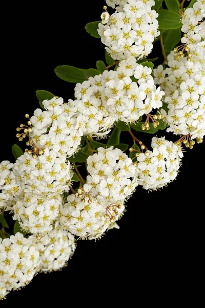 Witte Bloemen Van Spirea Aguta Brides Krans Geïsoleerd Zwarte Achtergrond — Stockfoto