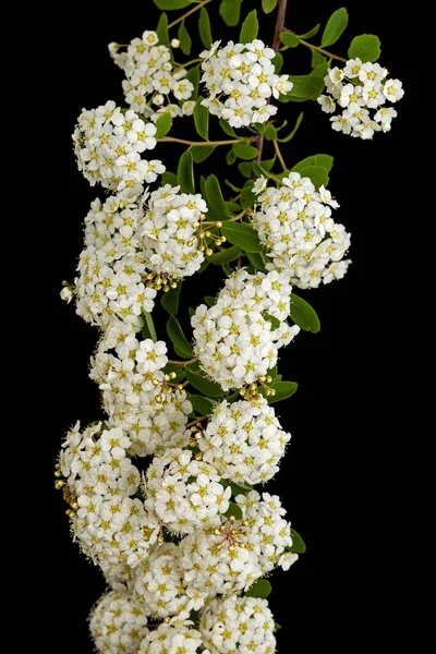 Flores Brancas Grinalda Spirea Aguta Brides Isoladas Sobre Fundo Preto — Fotografia de Stock
