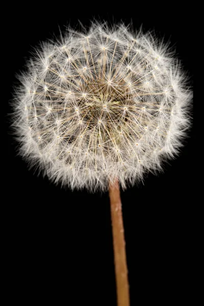 Old Dandelion Isolated Black Background — Stock Photo, Image