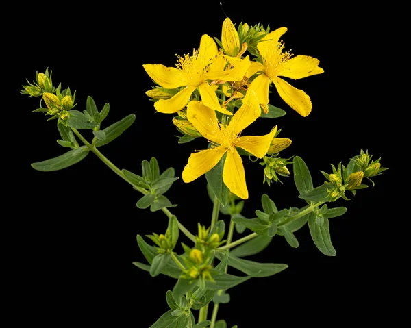 Ανθοφορία Των Κίτρινων Λουλουδιών Του Hypericum Που Απομονώνονται Μαύρο Φόντο — Φωτογραφία Αρχείου