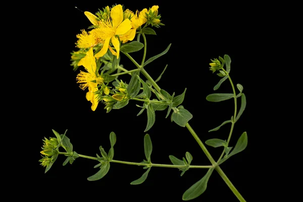 Inflorescencia Flores Amarillas Hypericum Aisladas Sobre Fondo Negro —  Fotos de Stock