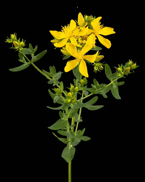 Blütenstand Der Gelben Blüten Von Hypericum Isoliert Auf Schwarzem Hintergrund — Stockfoto