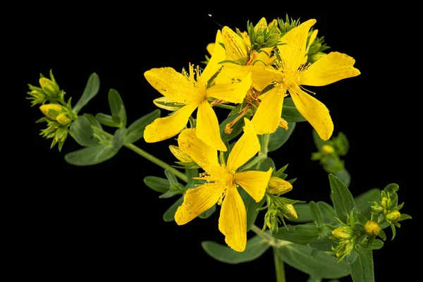 Inflorescencia Flores Amarillas Hypericum Aisladas Sobre Fondo Negro — Foto de Stock