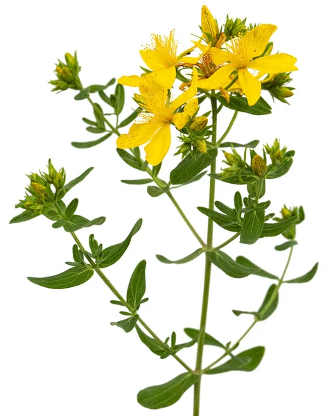 Blütenstand Der Gelben Blüten Von Hypericum Isoliert Auf Weißem Hintergrund — Stockfoto