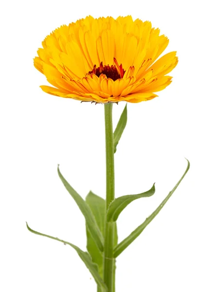 Orange Flower Calendula Isolated White Background — Stok Foto