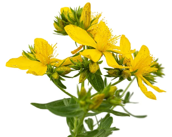 Забарвлення Жовтих Квітів Hypericum Ізольованих Білому Тлі — стокове фото