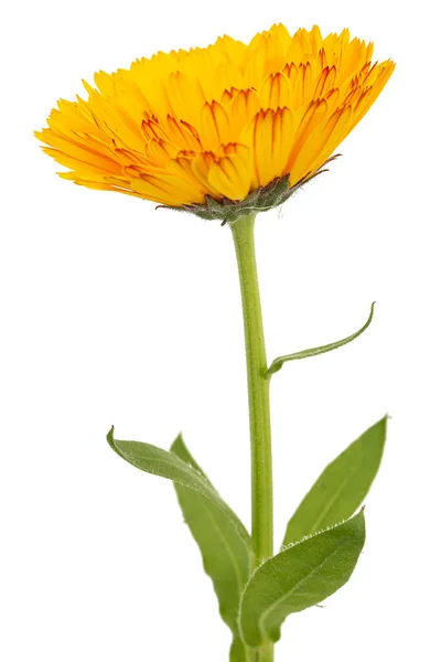 Pomarańczowy Kwiat Nagietka Izolowany Białym Tle — Zdjęcie stockowe