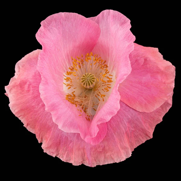 バラのケシの花 フラット 黒の背景に隔離されたパパバー — ストック写真
