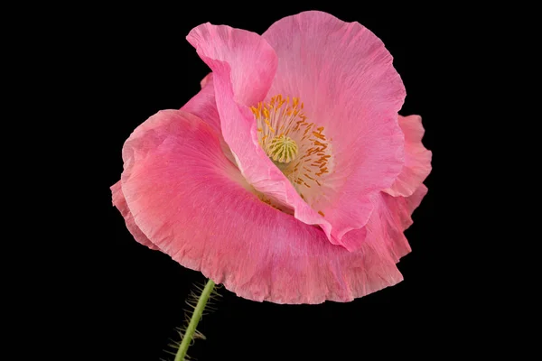 Bloem Van Roos Papaver Lat Papaver Geïsoleerd Zwarte Achtergrond — Stockfoto