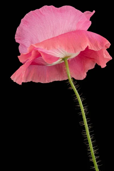 Fleur Pavot Rose Lat Papaver Isolé Sur Fond Noir — Photo