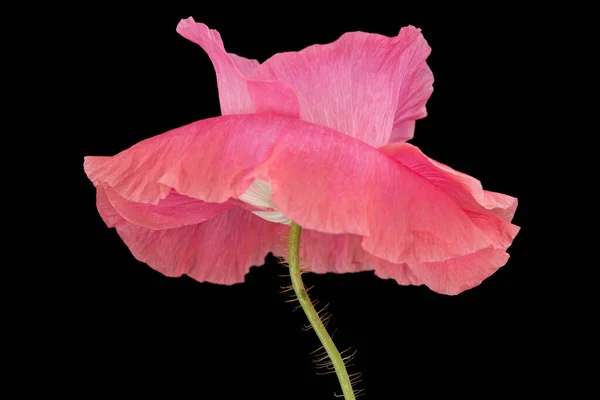 Λουλούδι Από Παπαρούνα Τριαντάφυλλου Λατ Papaver Απομονωμένο Μαύρο Φόντο — Φωτογραφία Αρχείου