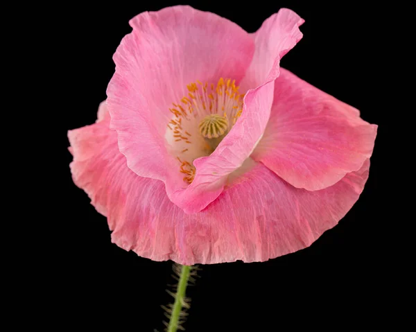 Квітка Рожевого Маку Лате Папір Ізольований Чорному Фоні — стокове фото