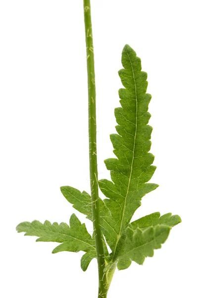 Hoja Verde Tallo Amapola Lat Papaver Aislado Sobre Fondo Blanco — Foto de Stock