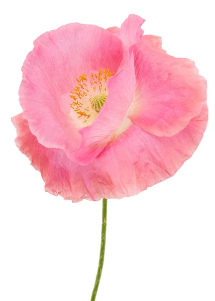 Bloem Van Roos Papaver Lat Papaver Geïsoleerd Witte Achtergrond — Stockfoto