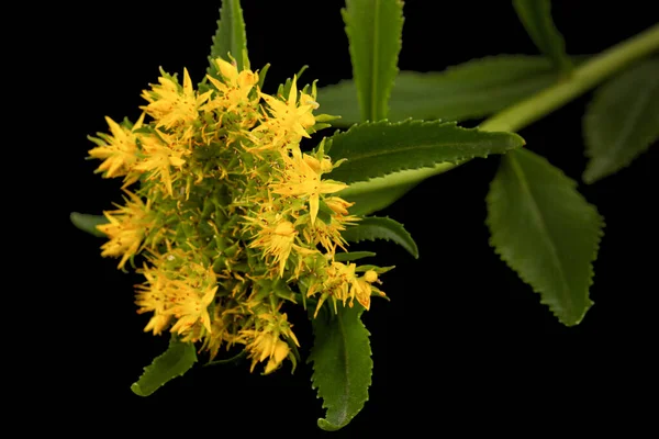 Fiori Gialli Rodiola Rosea Isolati Fondo Nero — Foto Stock