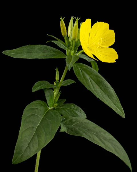 Bloem Van Gele Avond Primrose Lat Oenothera Geïsoleerd Zwarte Achtergrond — Stockfoto