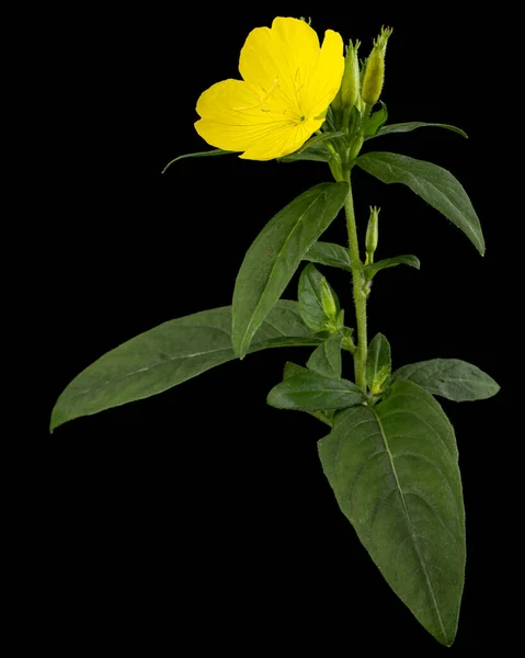 Bloem Van Gele Avond Primrose Lat Oenothera Geïsoleerd Zwarte Achtergrond — Stockfoto