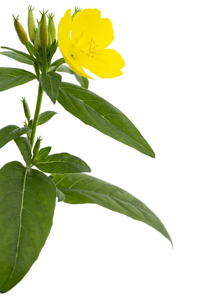 Blüte Der Gelben Nachtkerze Lat Oenothera Isoliert Auf Weißem Hintergrund — Stockfoto