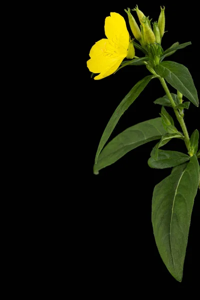 Flor Rosa Primaveral Amarilla Lat Oenothera Aislado Sobre Fondo Negro —  Fotos de Stock