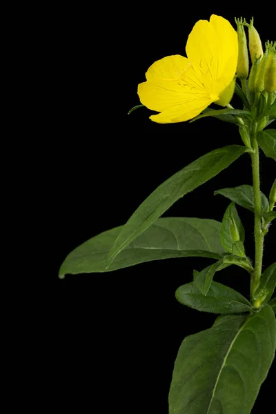 Bloem Van Gele Avond Primrose Lat Oenothera Geïsoleerd Zwarte Achtergrond — Stockfoto
