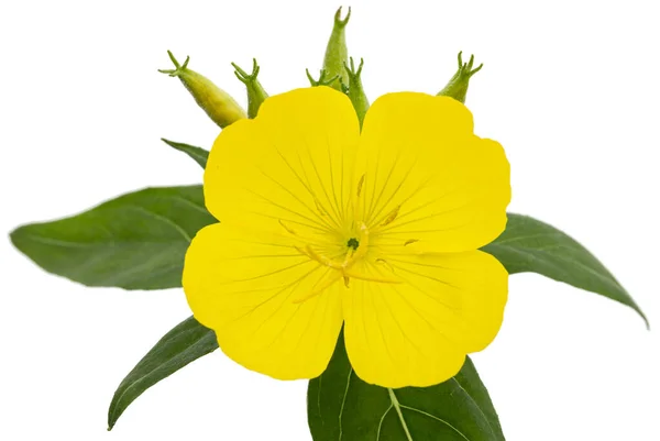 Květ Žluté Večerní Primrose Lat Oenothera Izolované Bílém Pozadí — Stock fotografie