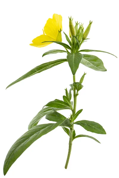 Bloem Van Gele Avond Primrose Lat Oenothera Geïsoleerd Witte Achtergrond — Stockfoto