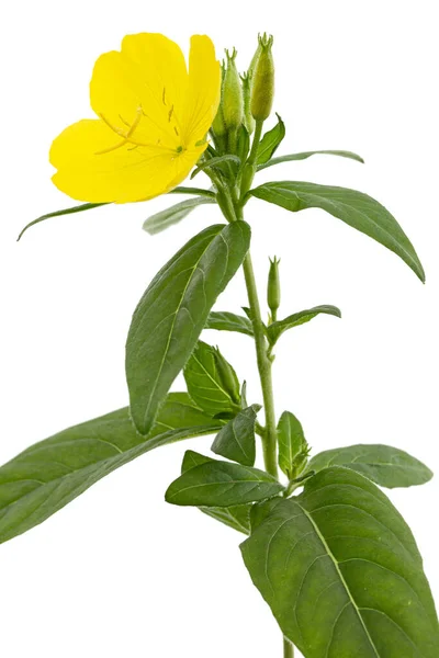 Sárga Este Virága Primrose Lat Oenothera Fehér Alapon Izolált — Stock Fotó