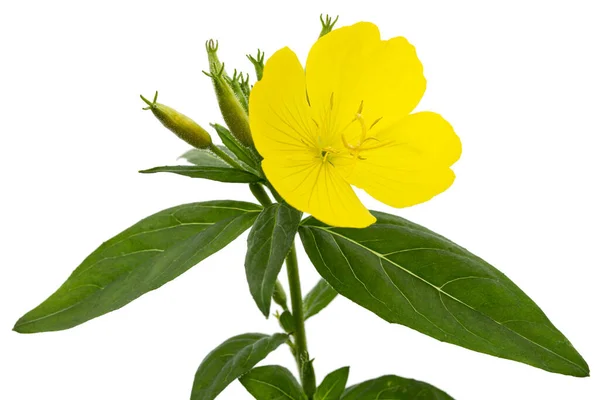 Bloem Van Gele Avond Primrose Lat Oenothera Geïsoleerd Witte Achtergrond — Stockfoto