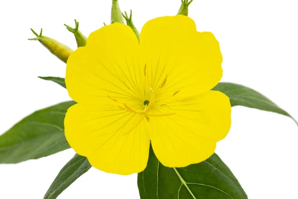 Цветок Желтого Вечернего Первоцвета Лат Энотера Изолированные Белом Фоне — стоковое фото