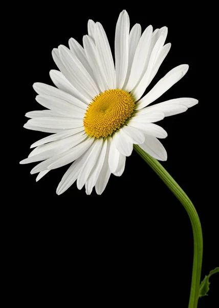 Flor Branca Camomila Lat Matricaria Isolado Sobre Fundo Preto — Fotografia de Stock