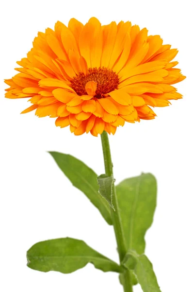Orange Flower Calendula Isolated White Background — Stok Foto