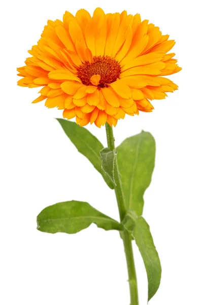 Orange Flower Calendula Isolated White Background — Stok Foto