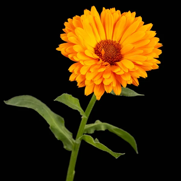 Narancs Virág Napraforgó Elszigetelt Fekete Alapon — Stock Fotó
