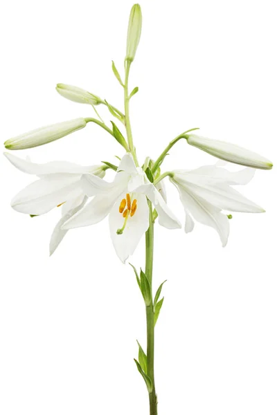 Flor Branca Lírio Isolada Sobre Fundo Branco — Fotografia de Stock