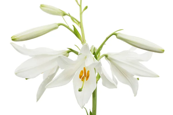 Flor Blanca Lirio Aislada Sobre Fondo Blanco —  Fotos de Stock