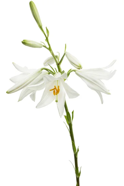 Flor Branca Lírio Isolada Sobre Fundo Branco — Fotografia de Stock
