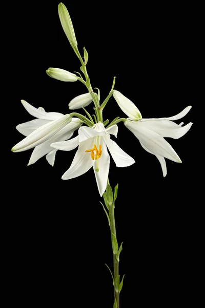 Flor Branca Lírio Isolada Sobre Fundo Preto — Fotografia de Stock
