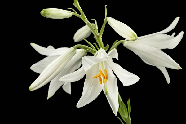 Flor Branca Lírio Isolada Sobre Fundo Preto — Fotografia de Stock