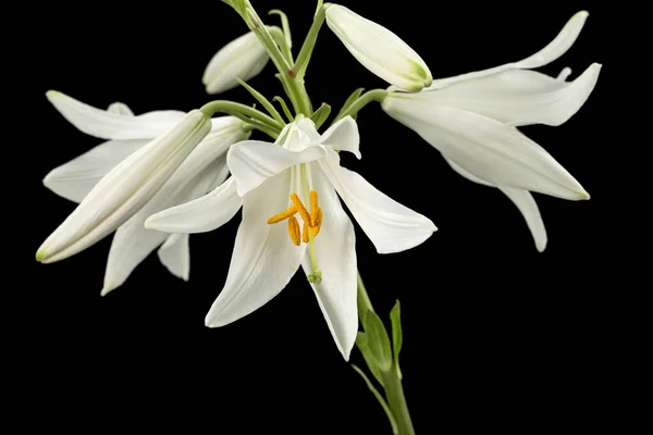 Witte Lelie Bloem Geïsoleerd Zwarte Achtergrond — Stockfoto