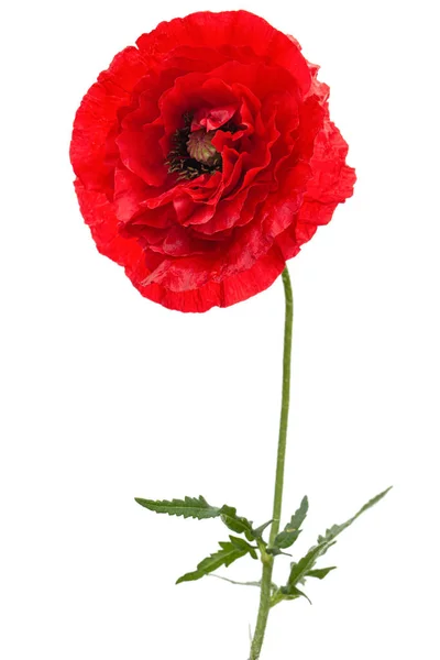 Röd Vallmoblomma Lat Papaver Isolerad Vit Bakgrund — Stockfoto