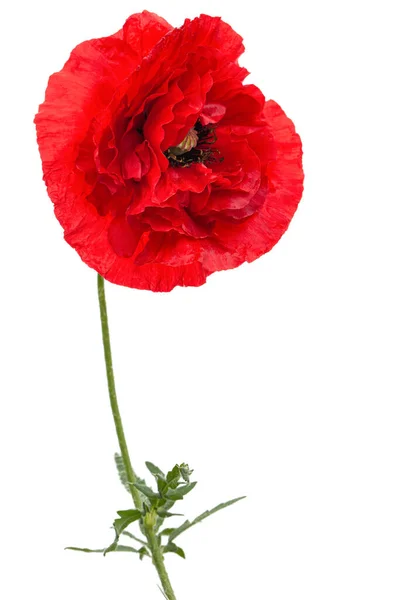 Červený Květ Máku Lat Papaver Izolované Bílém Pozadí — Stock fotografie