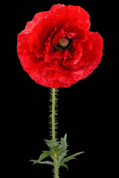 Fiore Rosso Papavero Lat Papaver Isolato Sfondo Nero — Foto Stock