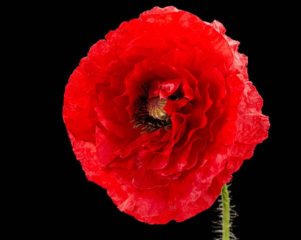 Fiore Rosso Papavero Lat Papaver Isolato Sfondo Nero — Foto Stock