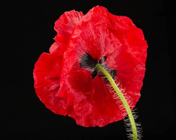 Červený Květ Máku Lat Papaver Izolované Černém Pozadí — Stock fotografie